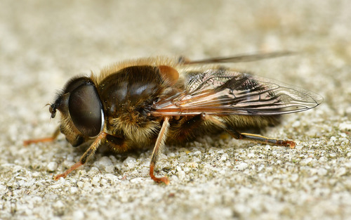 Tapered Drone Fly