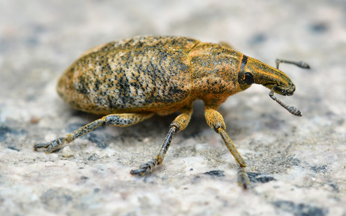 Cyphocleonus trisulcatus
