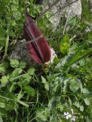 Arum palaestinum