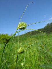 Carex bohemica