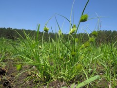 Carex bohemica