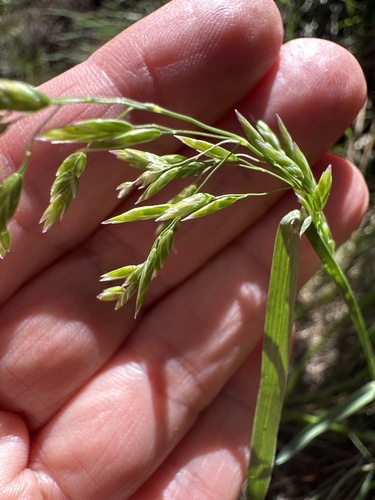 Poa nervosa observed 2026-04-23