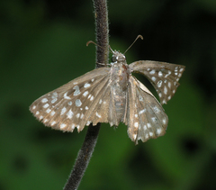 Caprona alida