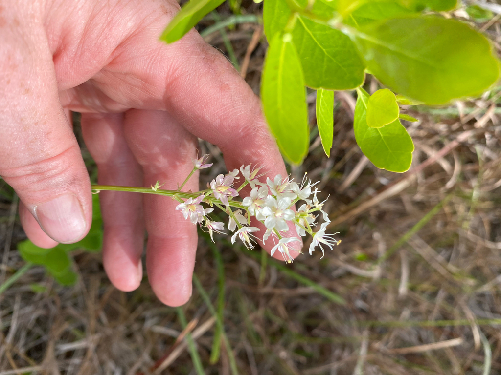 Stenanthium densum; photograph author not stated, no rights reserved