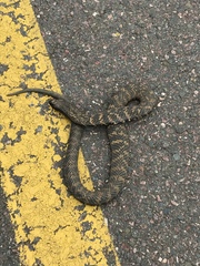 Hemachatus haemachatus