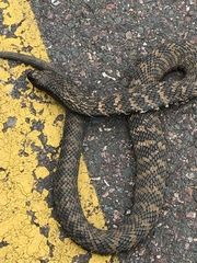 Hemachatus haemachatus