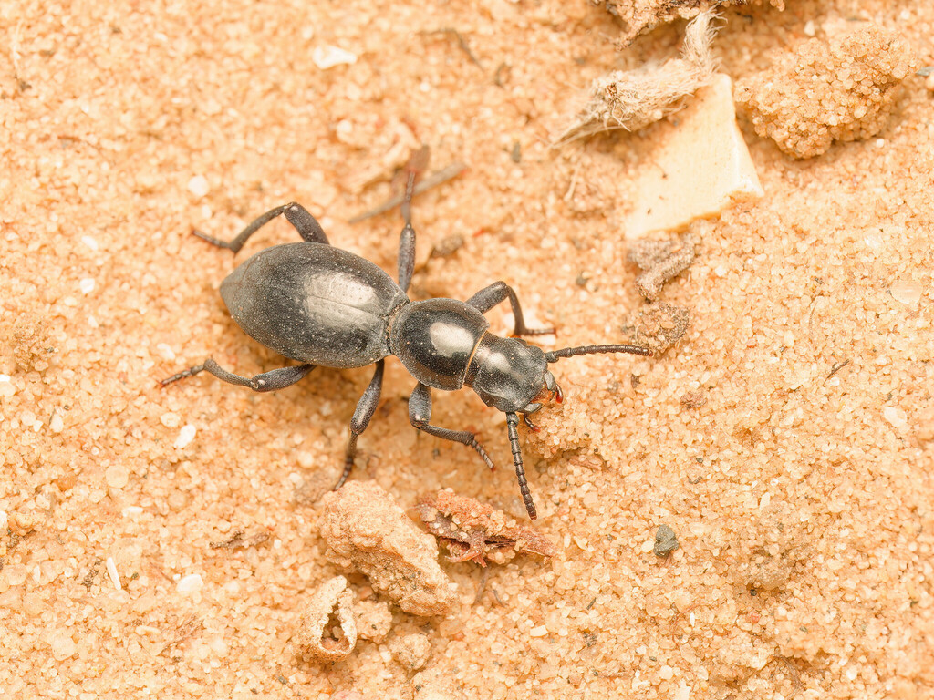 Mesostena angustata
