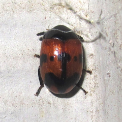 Diaperis nigronotata
