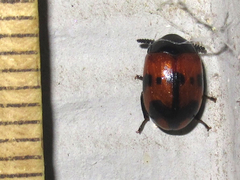 Diaperis nigronotata