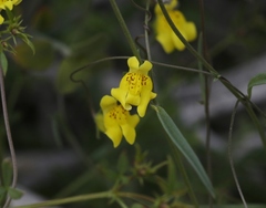 Neogaerrhinum filipes