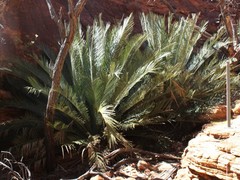 Macrozamia macdonnellii