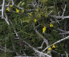 Neogaerrhinum filipes
