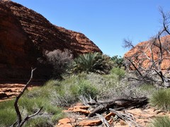 Macrozamia macdonnellii