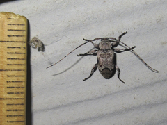 Sternidius mimeticus