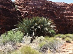 Macrozamia macdonnellii