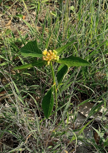 painted spurge
