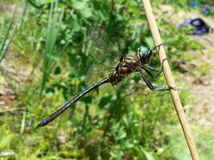 Somatochlora kennedyi