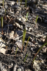 Tulipa sylvestris australis