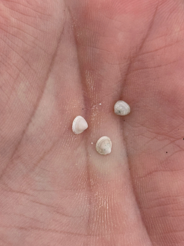 Euglesa compressa observed 2026-04-23