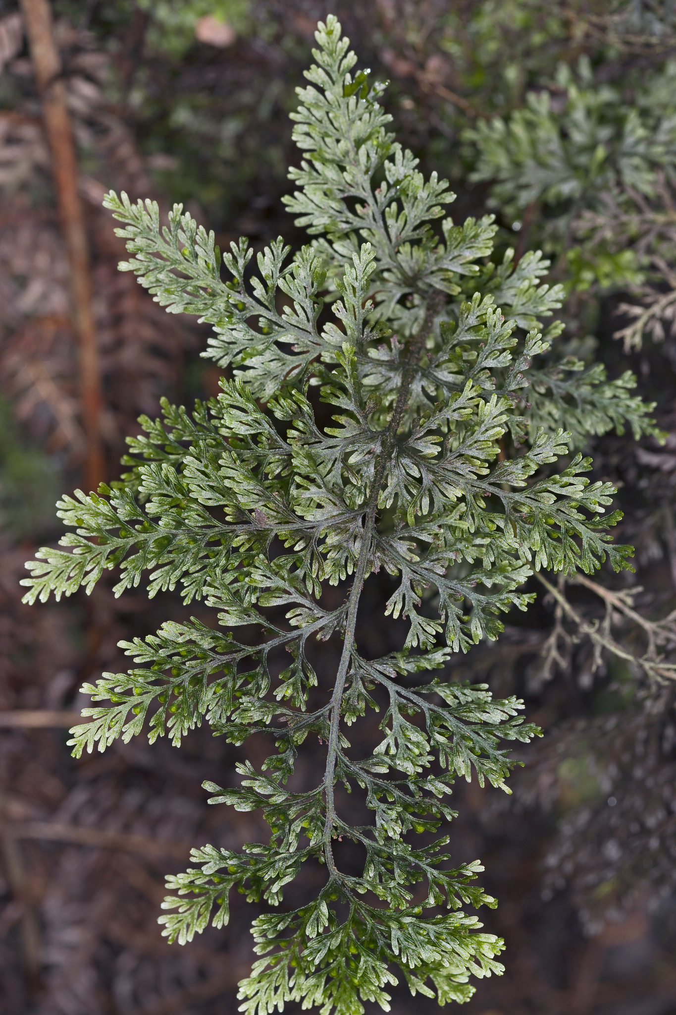 Callistopteris