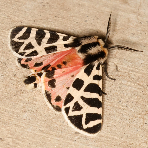 Immaculate Tiger Moth photo 4