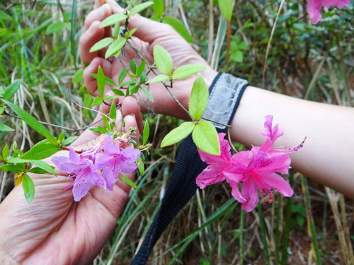 Image of Rhododendron breviperulatum by (c) 呂一起(Lu i-chi), some rights reserved (CC BY)