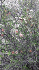 Calliandropsis nervosa