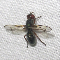 Senopterina caerulescens