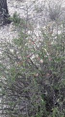 Calliandropsis nervosa