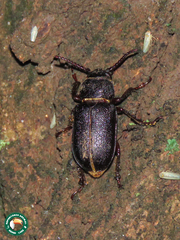 Cantharocnemis kraatzi