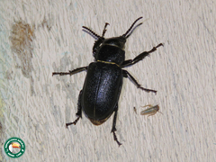 Cantharocnemis kraatzi