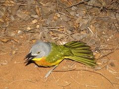 Malaconotus blanchoti