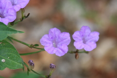 Ruellia breedlovei