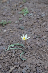Tulipa biflora