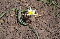Tulipa biflora