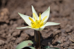 Tulipa biflora