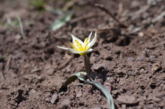 Tulipa biflora