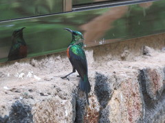 Cinnyris nectarinioides