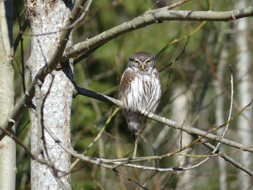 Eurasian Pygmy-Owl photographed in Estonia