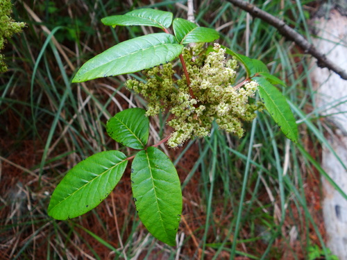 Toxicodendron orientale (Toxicodendron orientale)