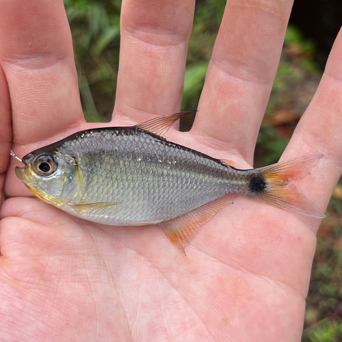 Surinam tetra (Moenkhausia surinamensis) — Characidae — 2