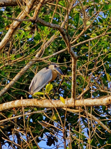 Boat-billed Heron (Cochlearius cochlearius)
