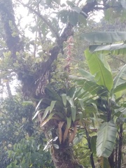 Tillandsia fendleri