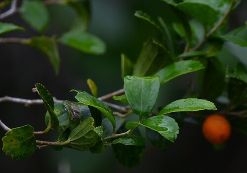 Celtis spinosa