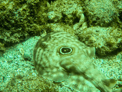 Diplobatis ommata