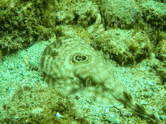 Diplobatis ommata