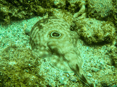 Diplobatis ommata