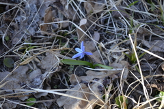 Scilla siberica
