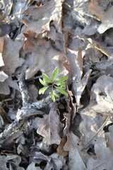 Anemonoides ranunculoides