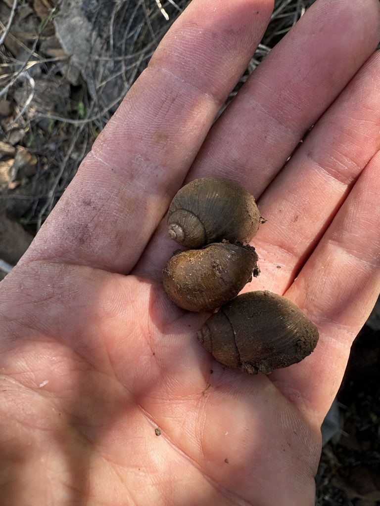 Bothriembryon spenceri